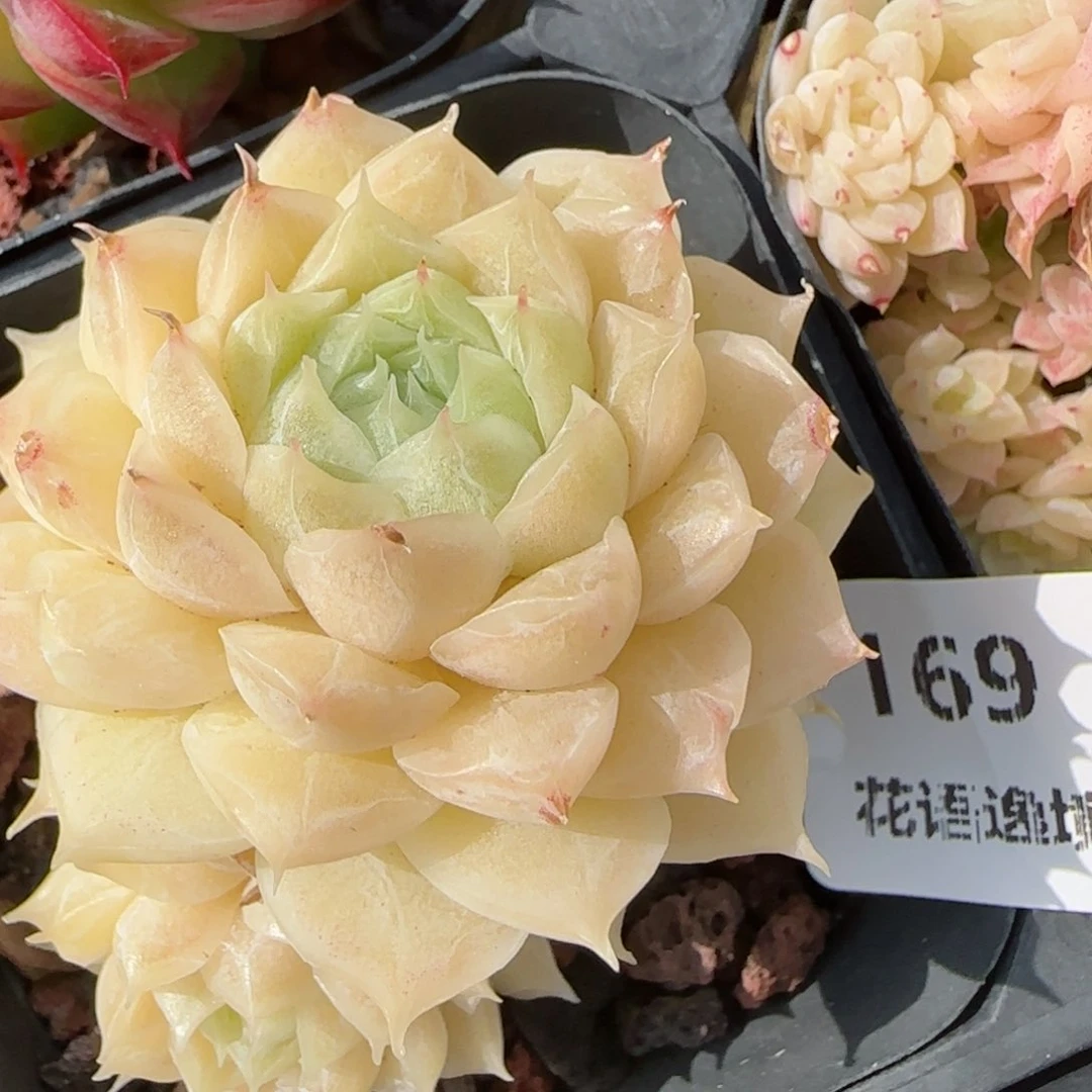 花语逸境0213-169