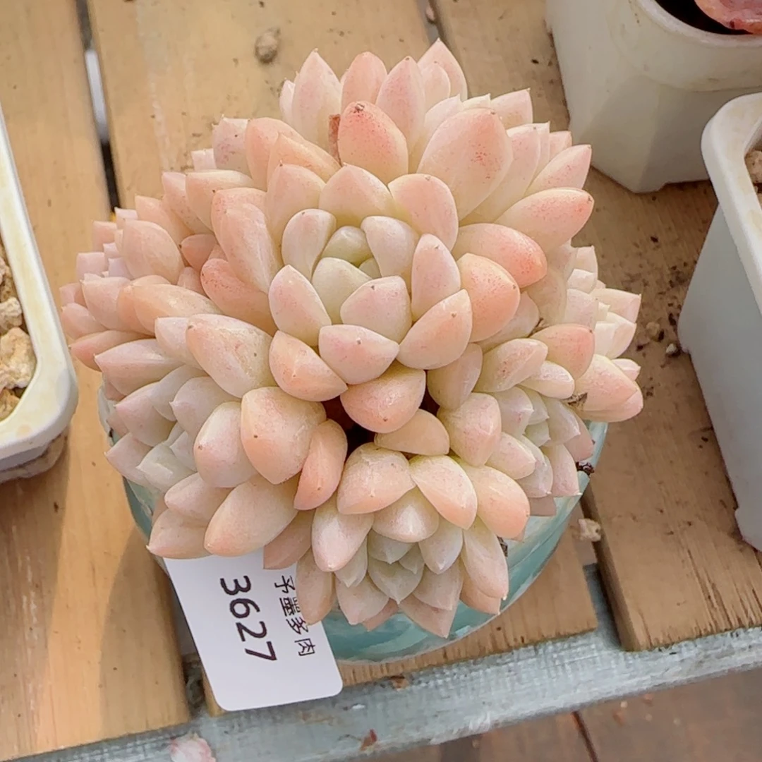 月 影群，3627多肉植物