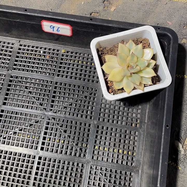 玖*万96号筐带盆土发货