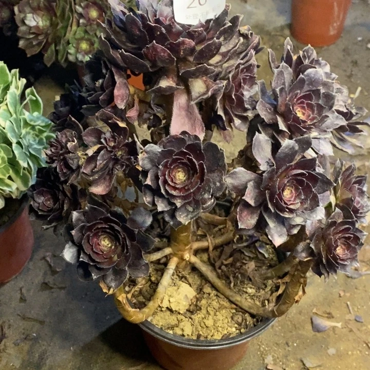 黑美人多肉断头不包2044