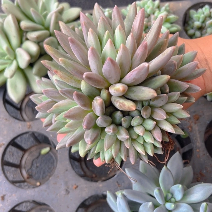 黄体红蜻蜓自然群无砍