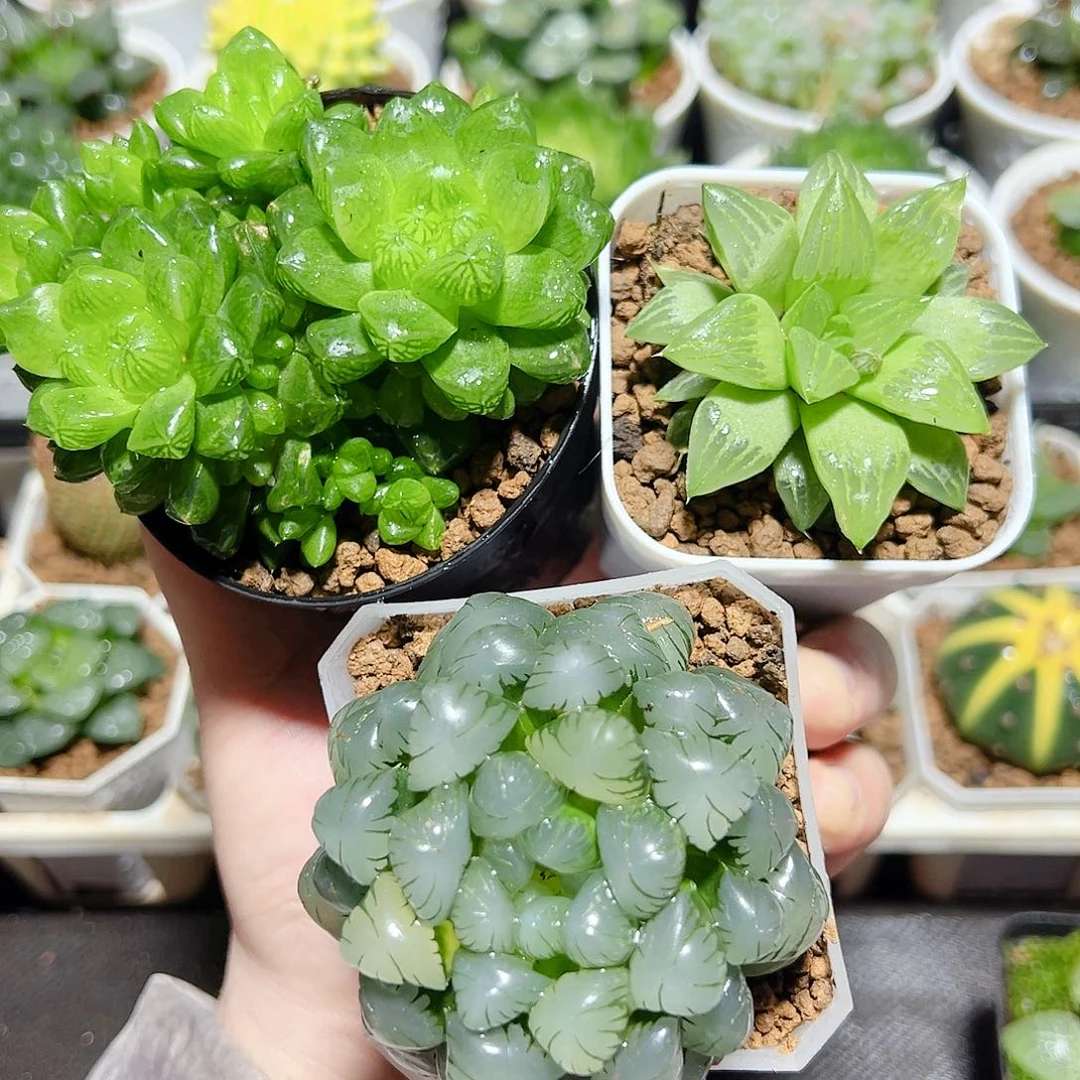 三颗福利原盆原土