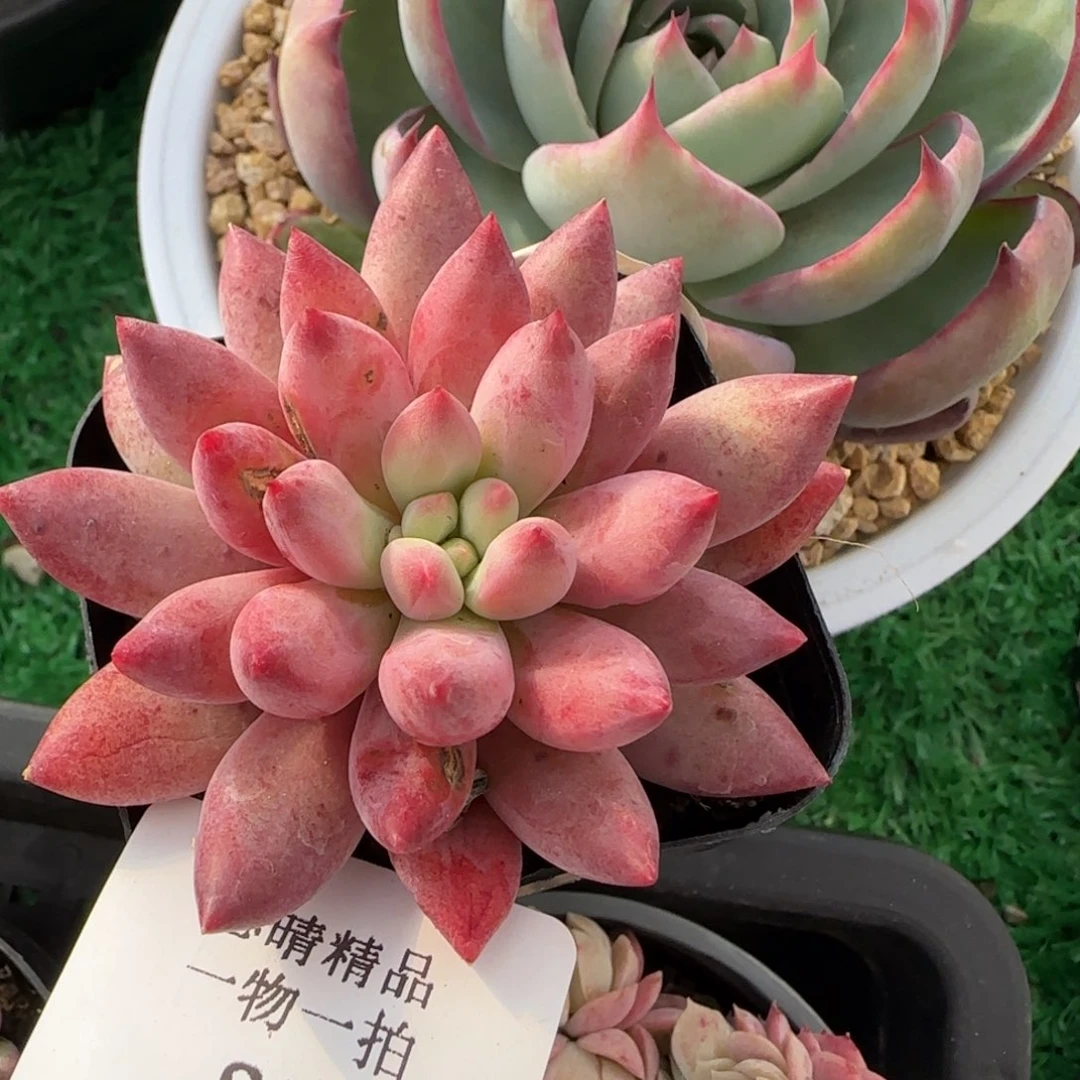 闪购精品多肉28号