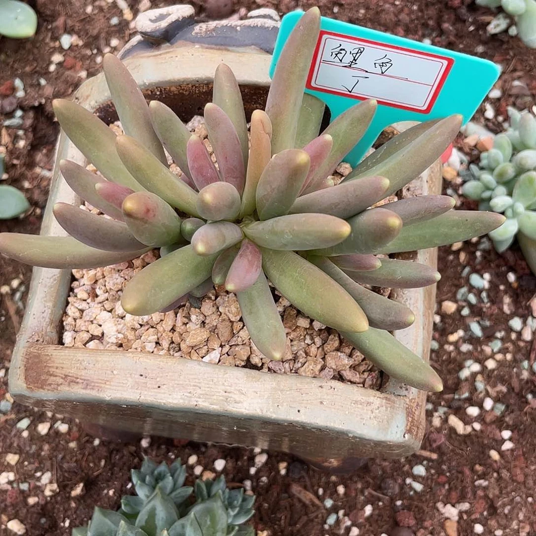 鲤***）烟花黄体fkhdglgdvjh