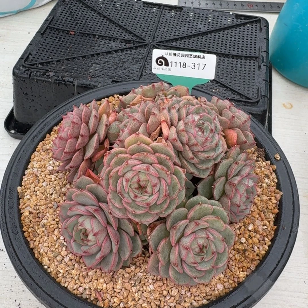 从前慢花园多肉编号1118-317
