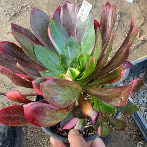 619魅影七彩满25包邮多肉