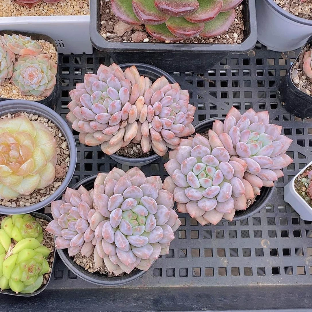 大双头半夏母本福利一颗量拍