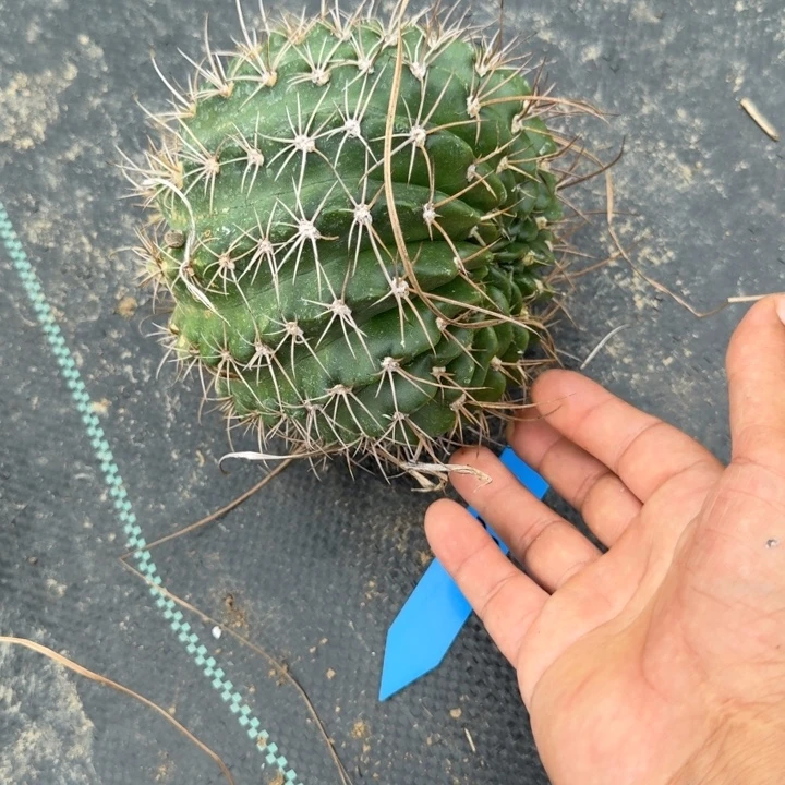 丽花仙人球仙人掌群生32