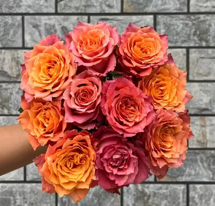 火凤凰  新品根接大苗四季灌木月季