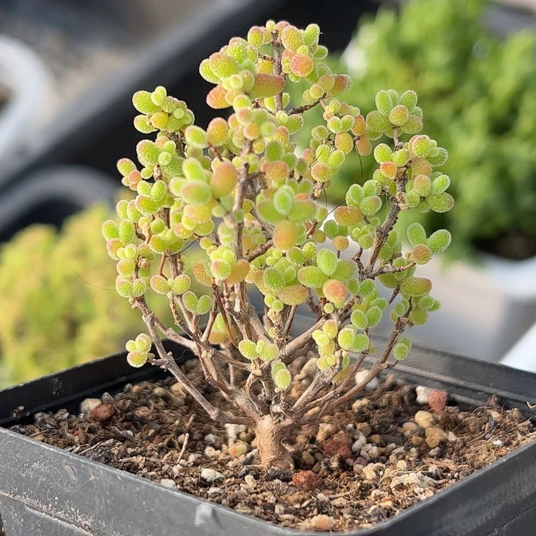 52蜜桔糖球优选枝干