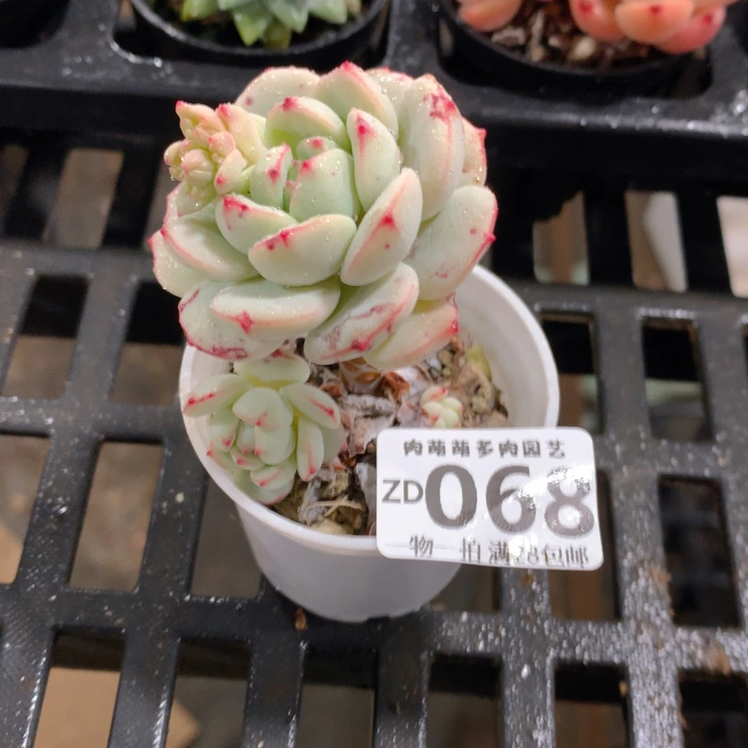 肉萌萌拇指盆精控多肉ZD068