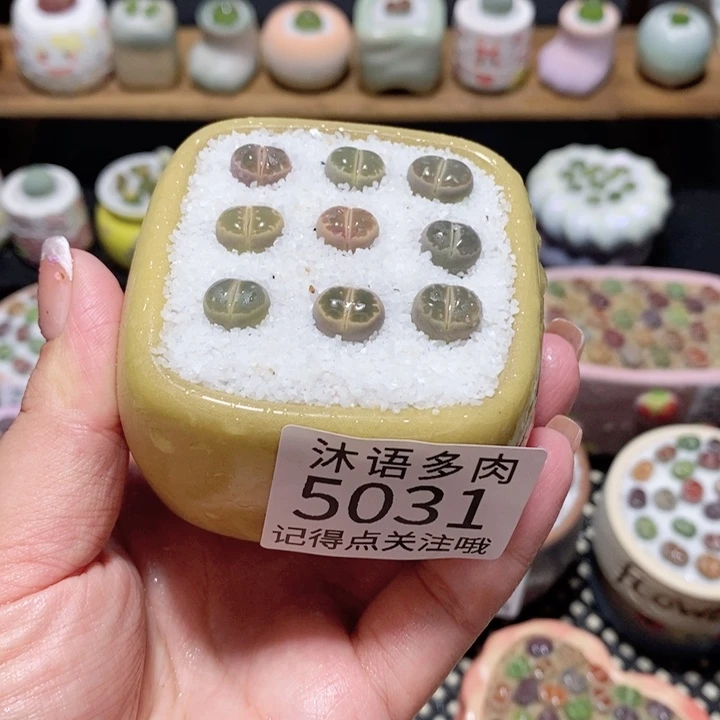 带盆土植物 一物一拍5031