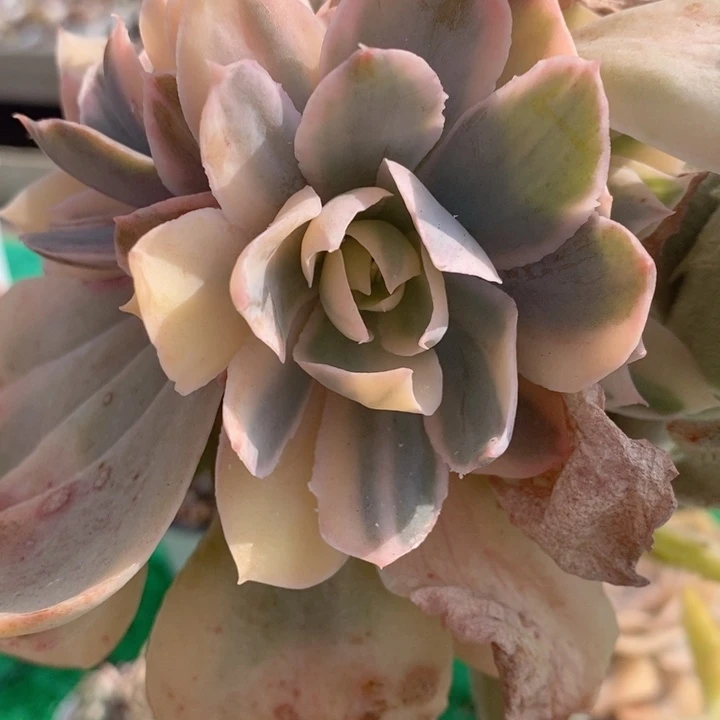 Pink 锦复轮崽可嫁接多肉锦