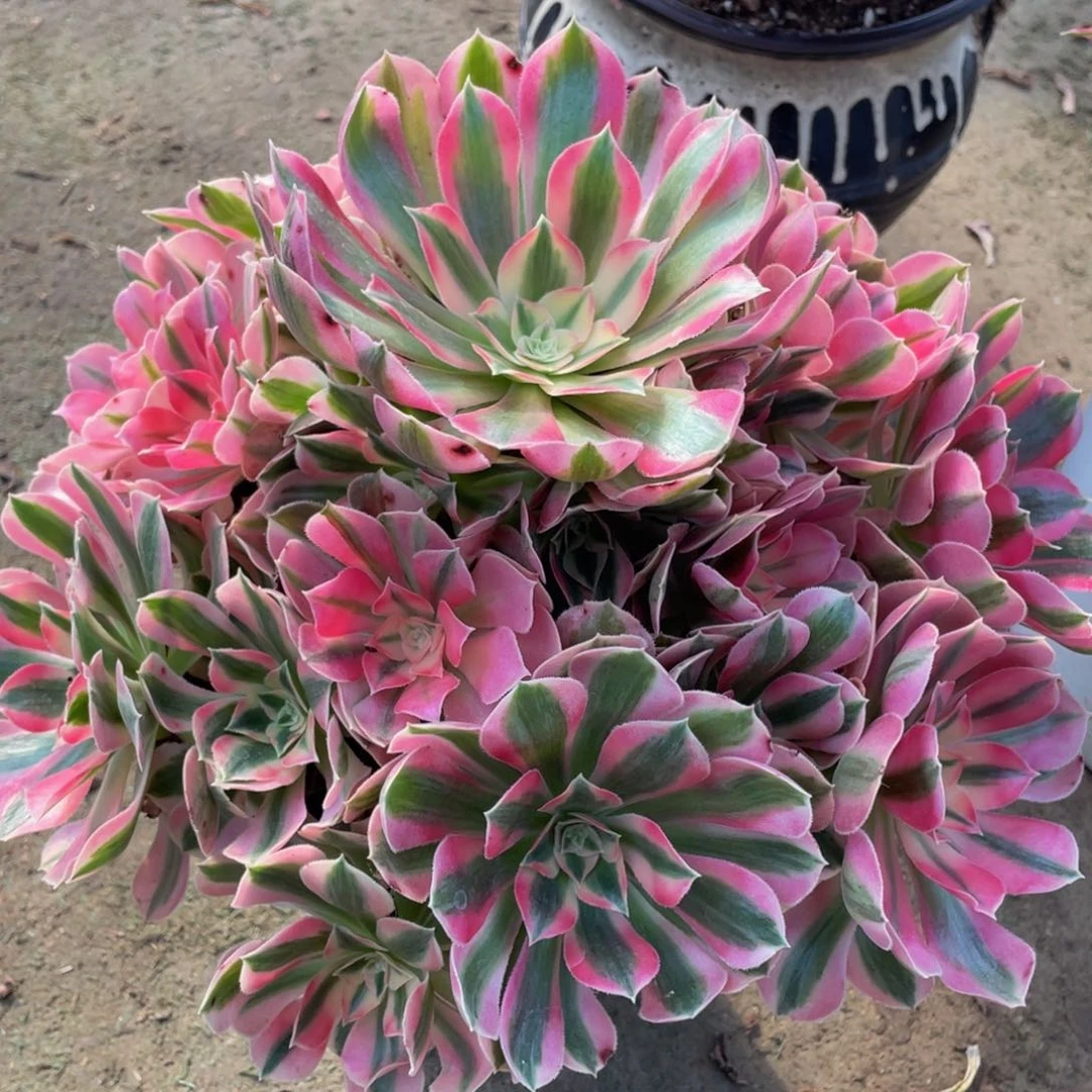 175粉女巫精品法师老桩