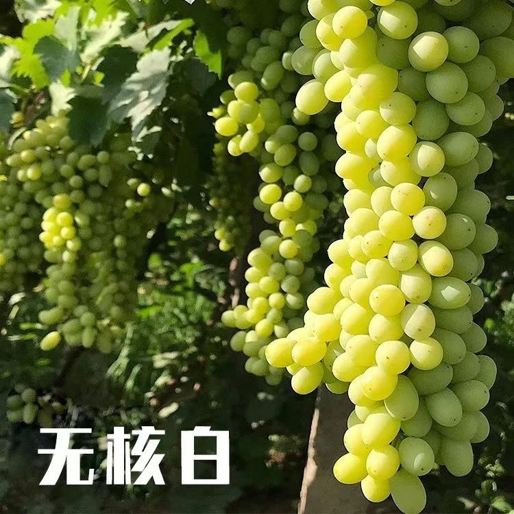 新疆火焰山无核白葡萄新鲜应季无籽脆甜顺丰冷链全国5仓发