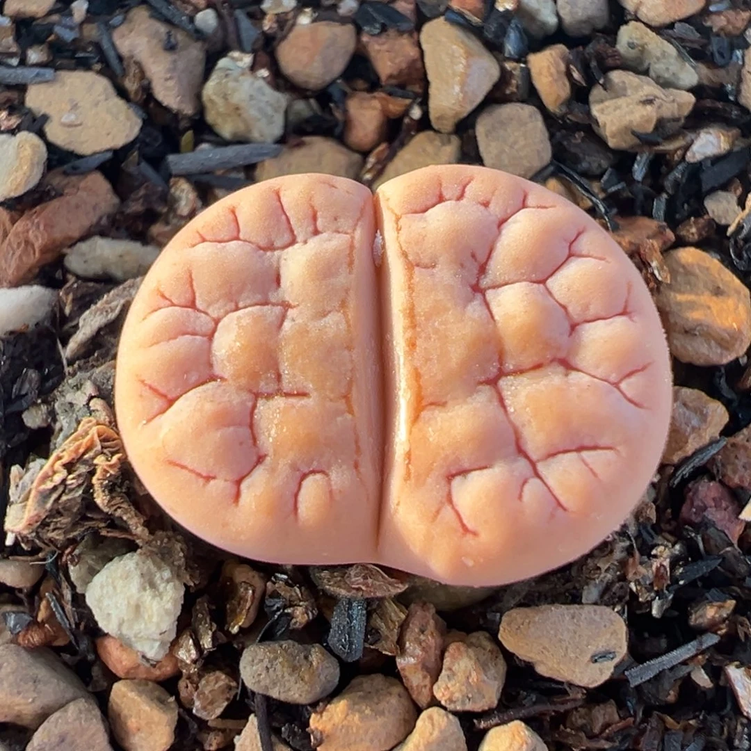 018多肉植物种类多样