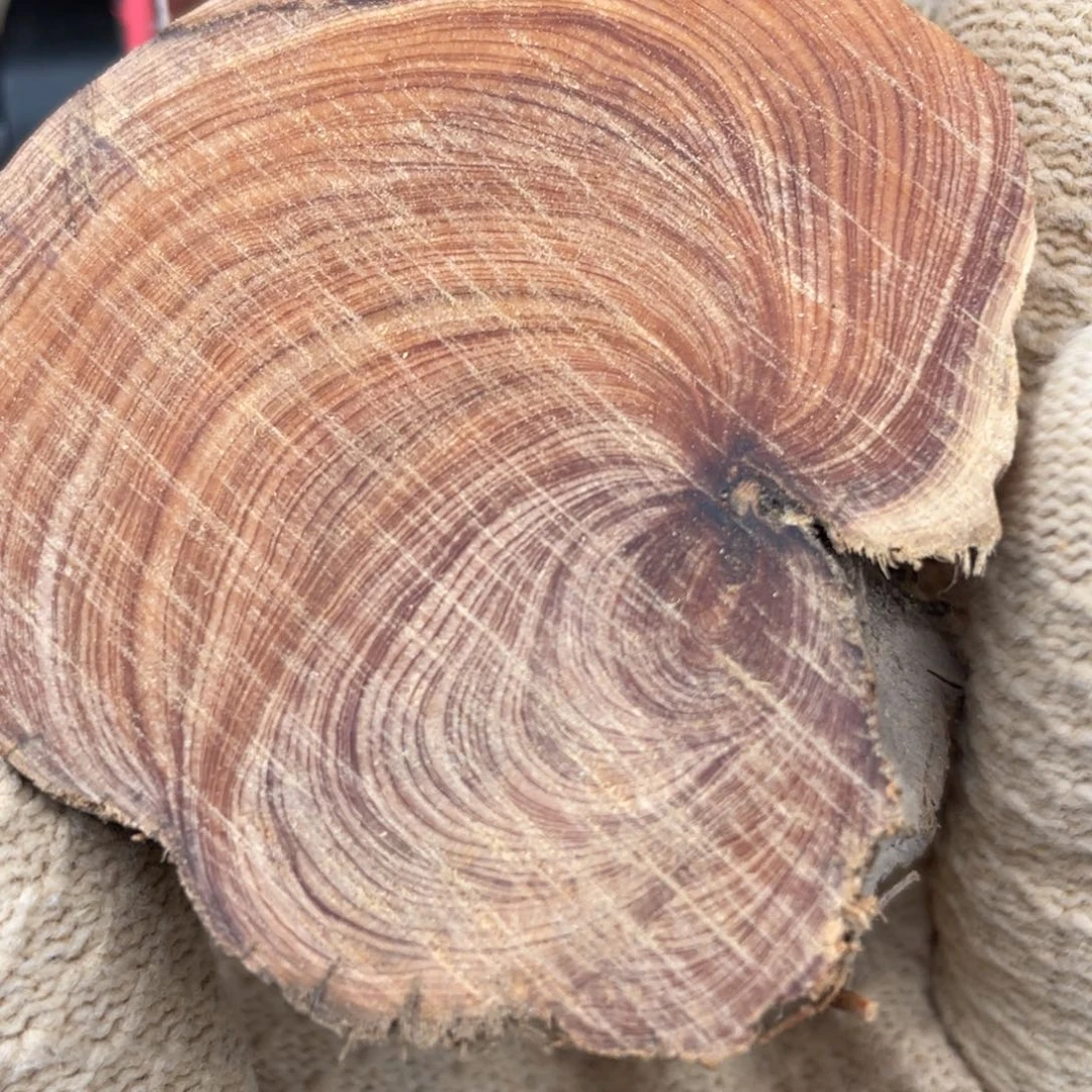 柏木花**贝手串的制作