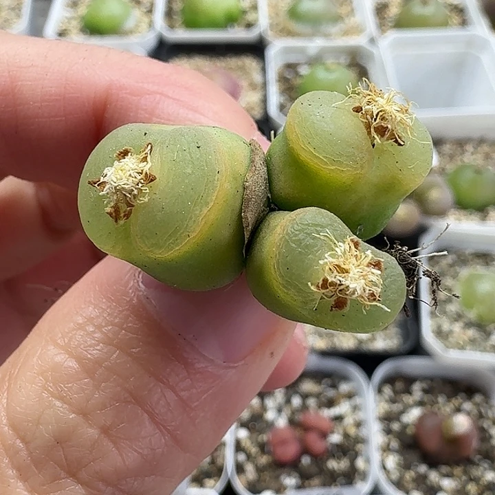 老马生石花三头o 泡1414