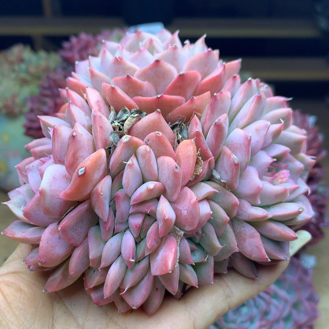 1855杂交多肉植物基地12冠