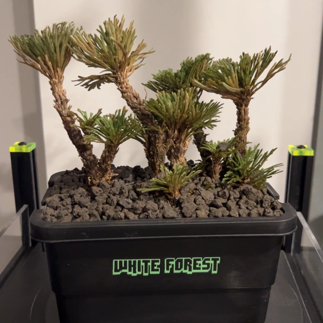 潮流植物微景观一物一拍