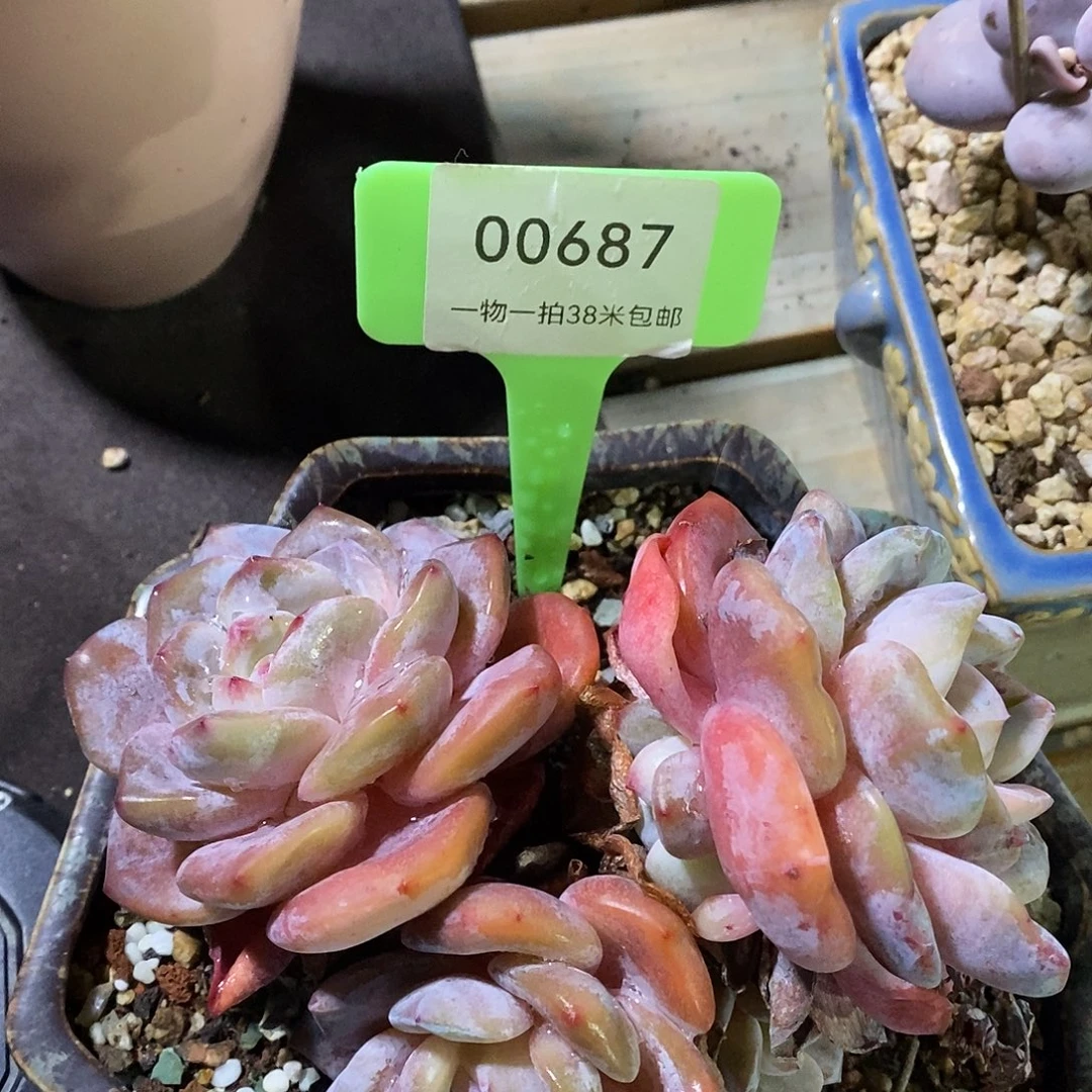 00687奥军的小姐姐楼