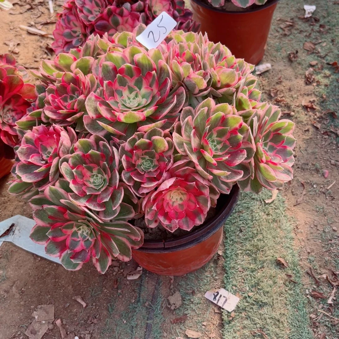 永***漫25玉芙蓉多肉植物