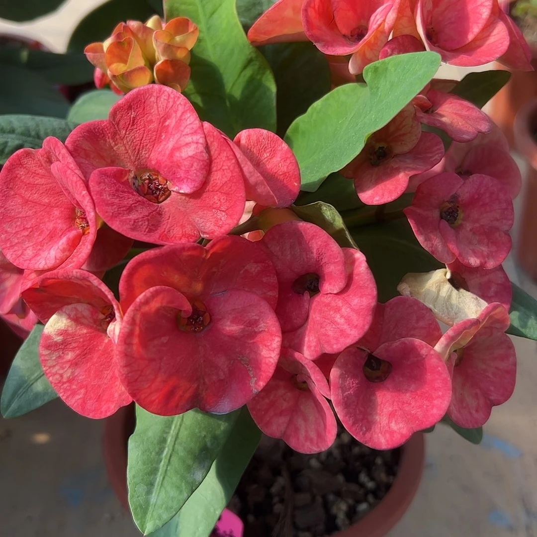 极地瑰宝泰国大花虎刺梅