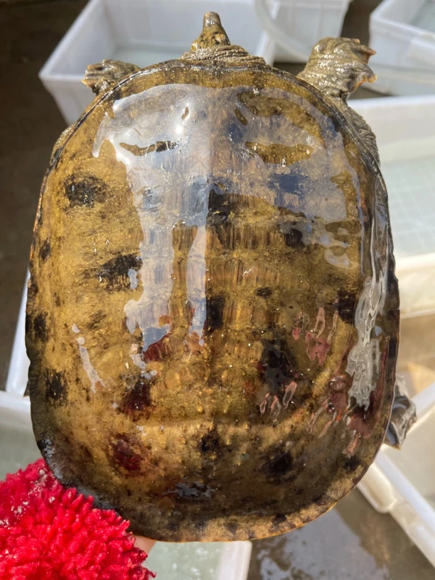 （黑花专用链接一物一拍）鲜活甲鱼团鱼外塘王八河鲜水产外塘散养