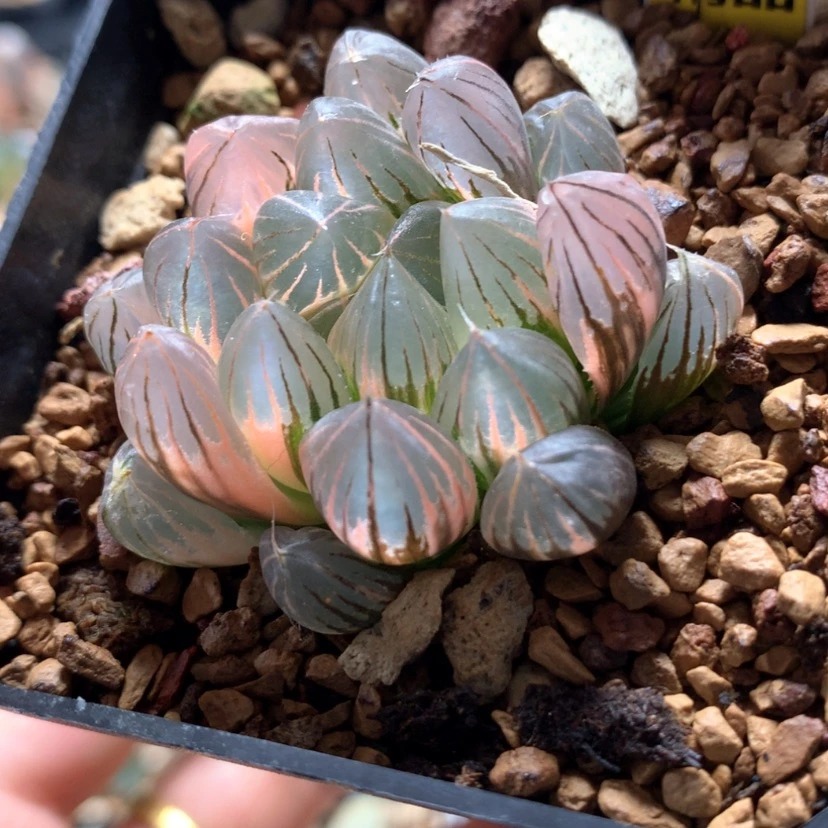 【闪购商品】713霓虹灯