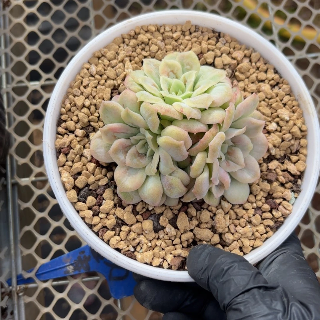 豆***奶哈哈哈哈哈哈宝贝宝贝宝贝吧