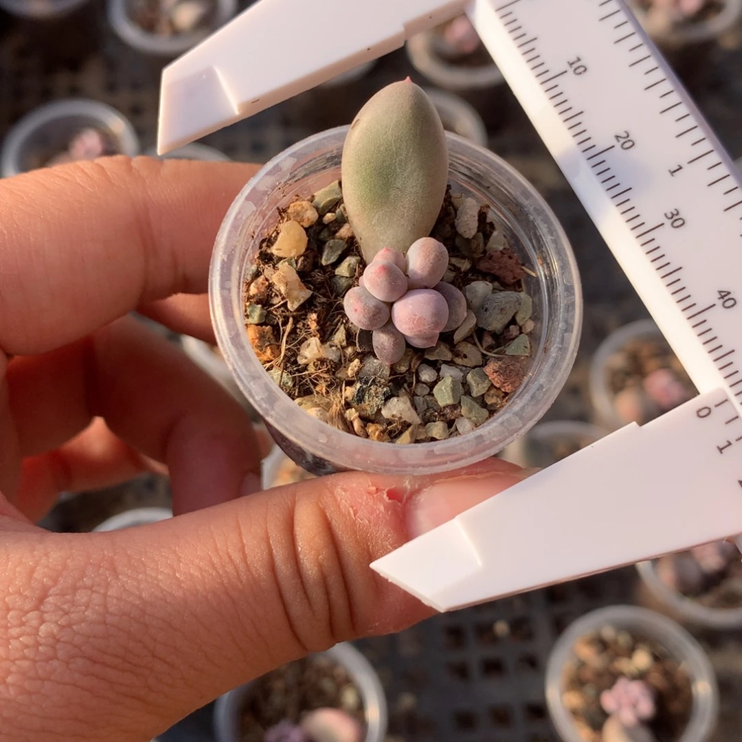 韩国彩虹奶叶插苗多肉