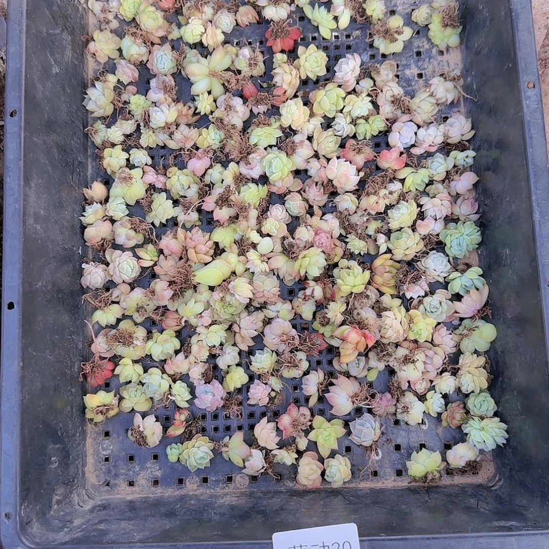 直播一物一拍多肉20