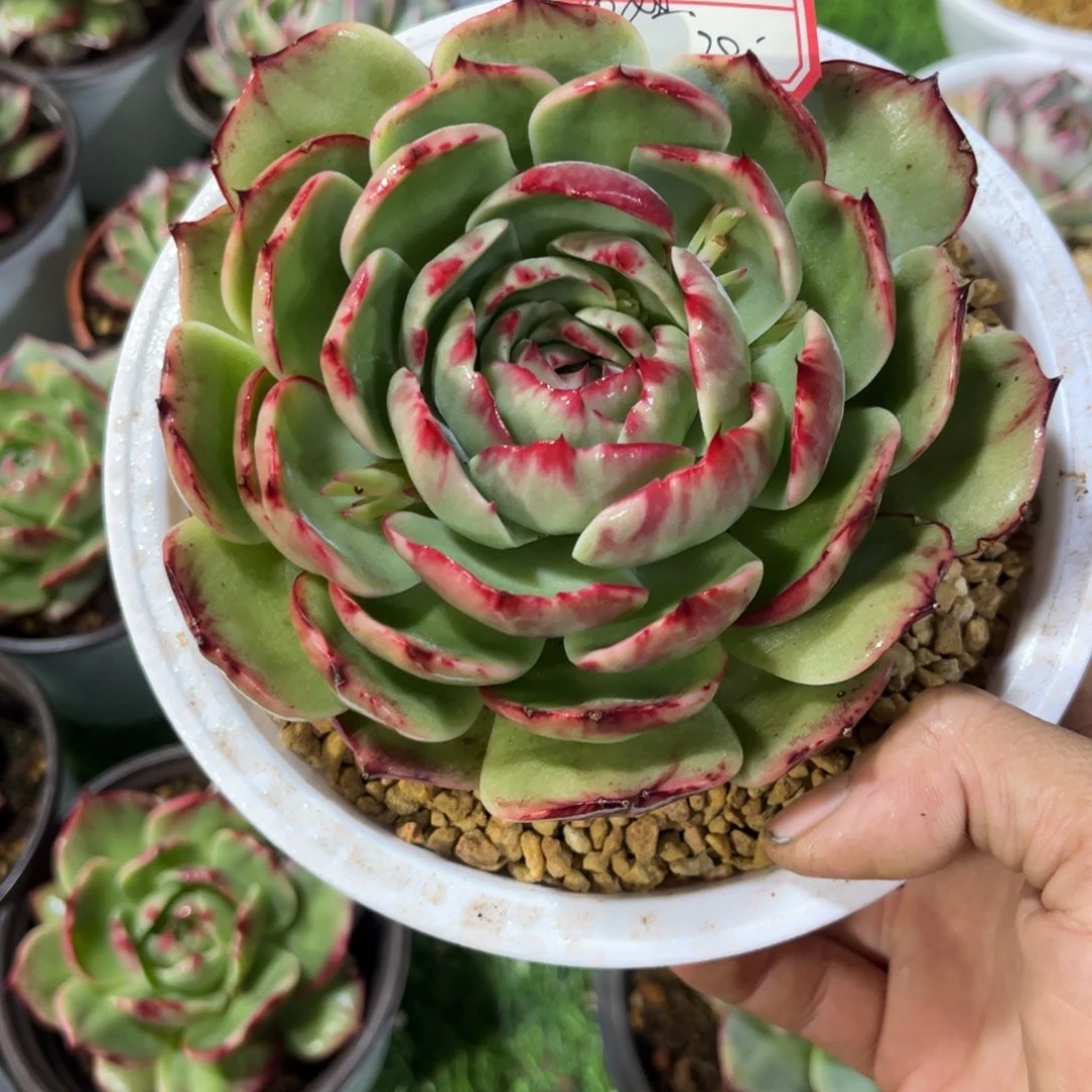 ?***?惊鸿仙子 一物一拍