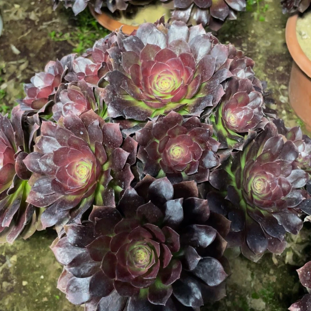 你****美849黑魔精品法师多肉