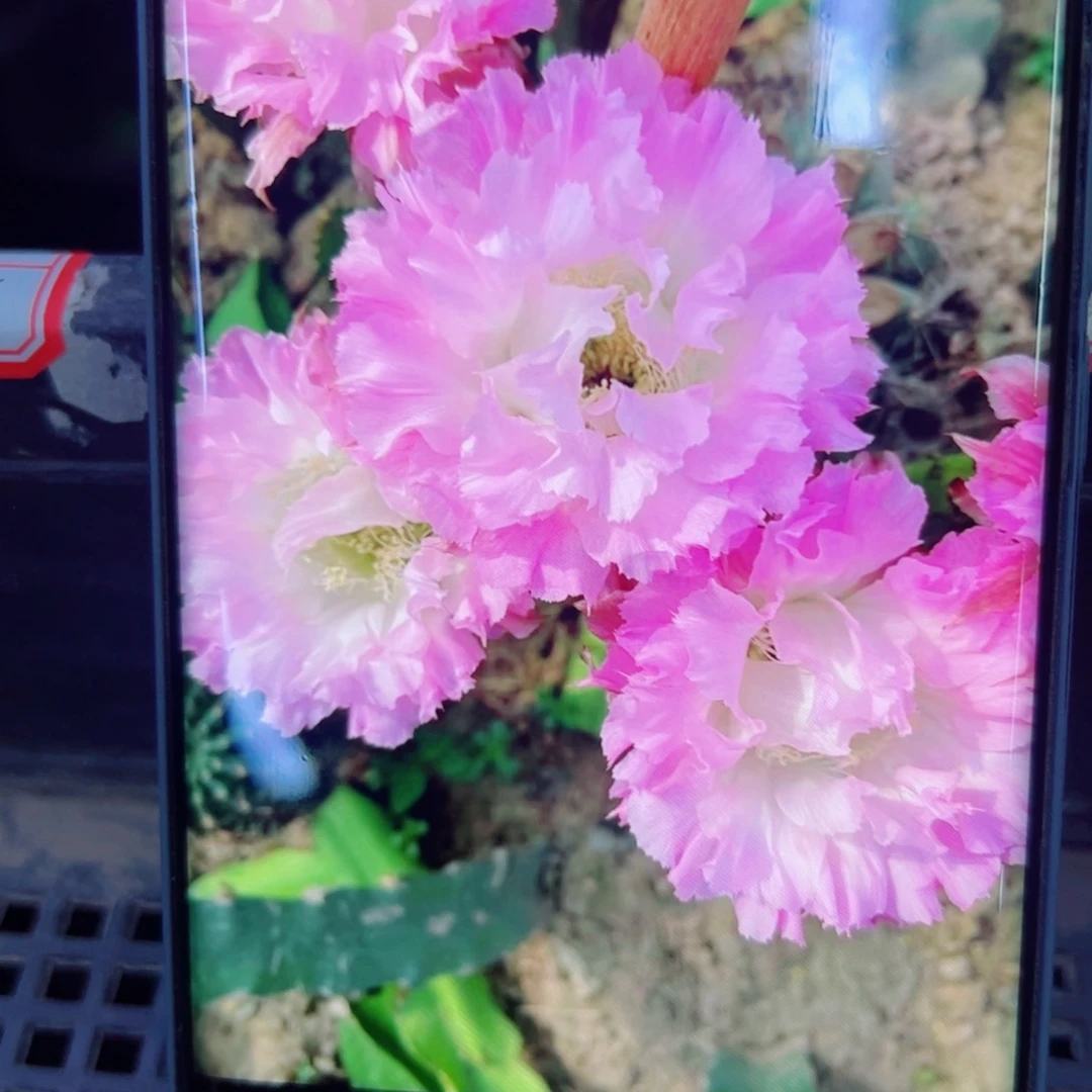 下41彩草粉可可歪无根侧芽4公分左右20包邮