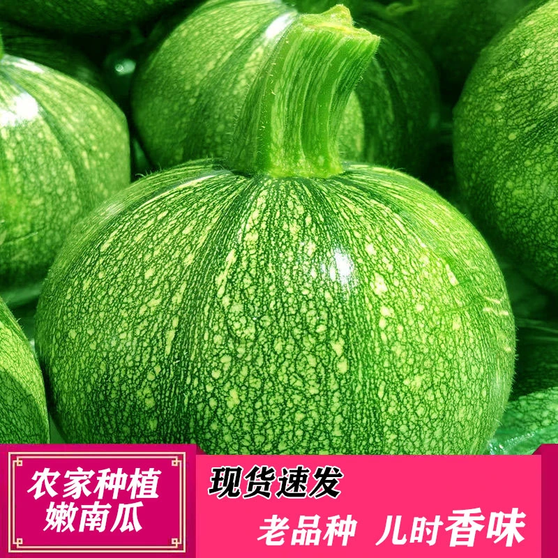 云南小圆瓜新鲜嫩南瓜现摘西葫芦瓜圆形绿皮嫩瓜甜瓜金瓜农家蔬菜