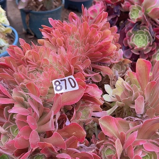 *****多肉植物一个法师