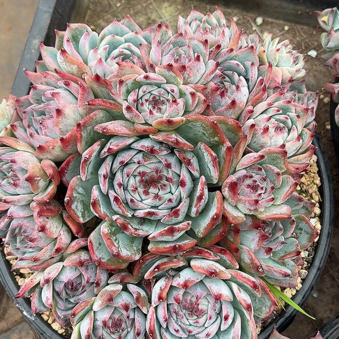 J***y吉娃娃群生，一物一拍