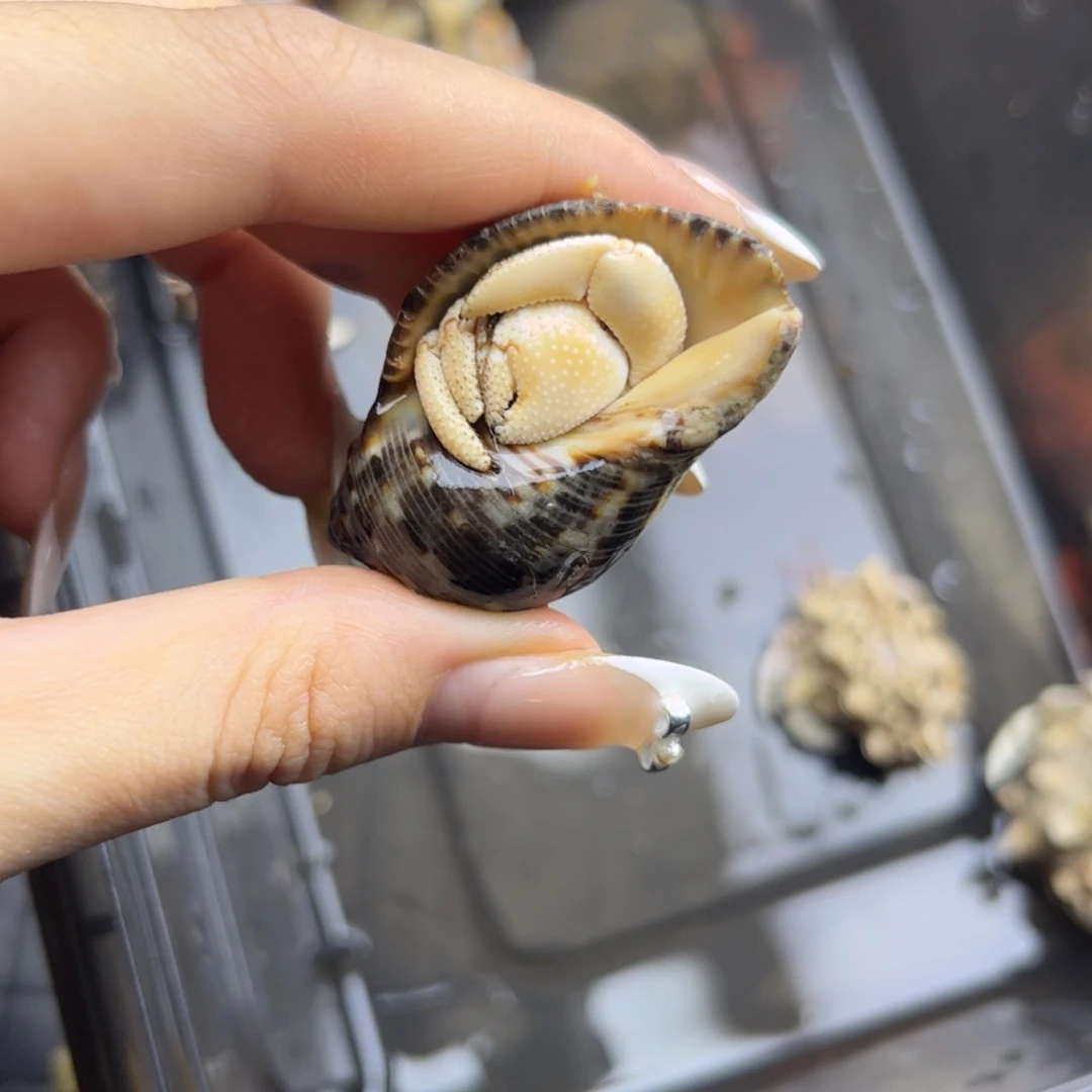 缺指甲的全白白草2.1口