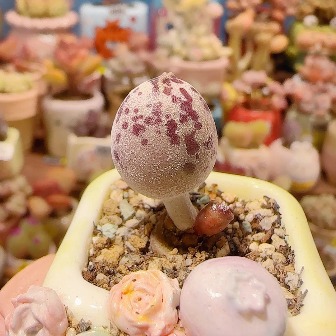 T老桩达摩白丸盆口2.5cm