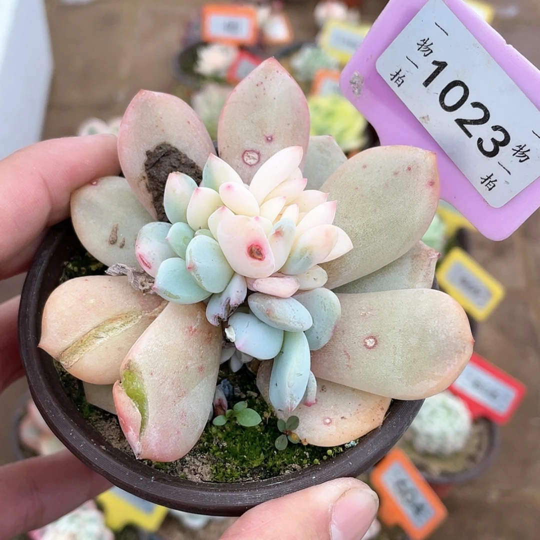 【闪购商品】1023号