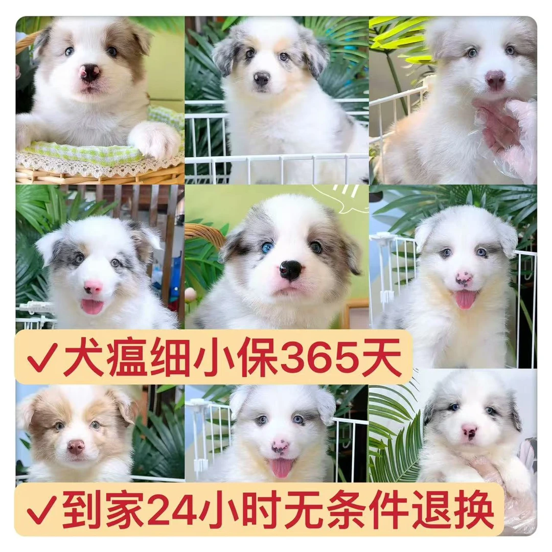 可爱甜美边牧幼犬