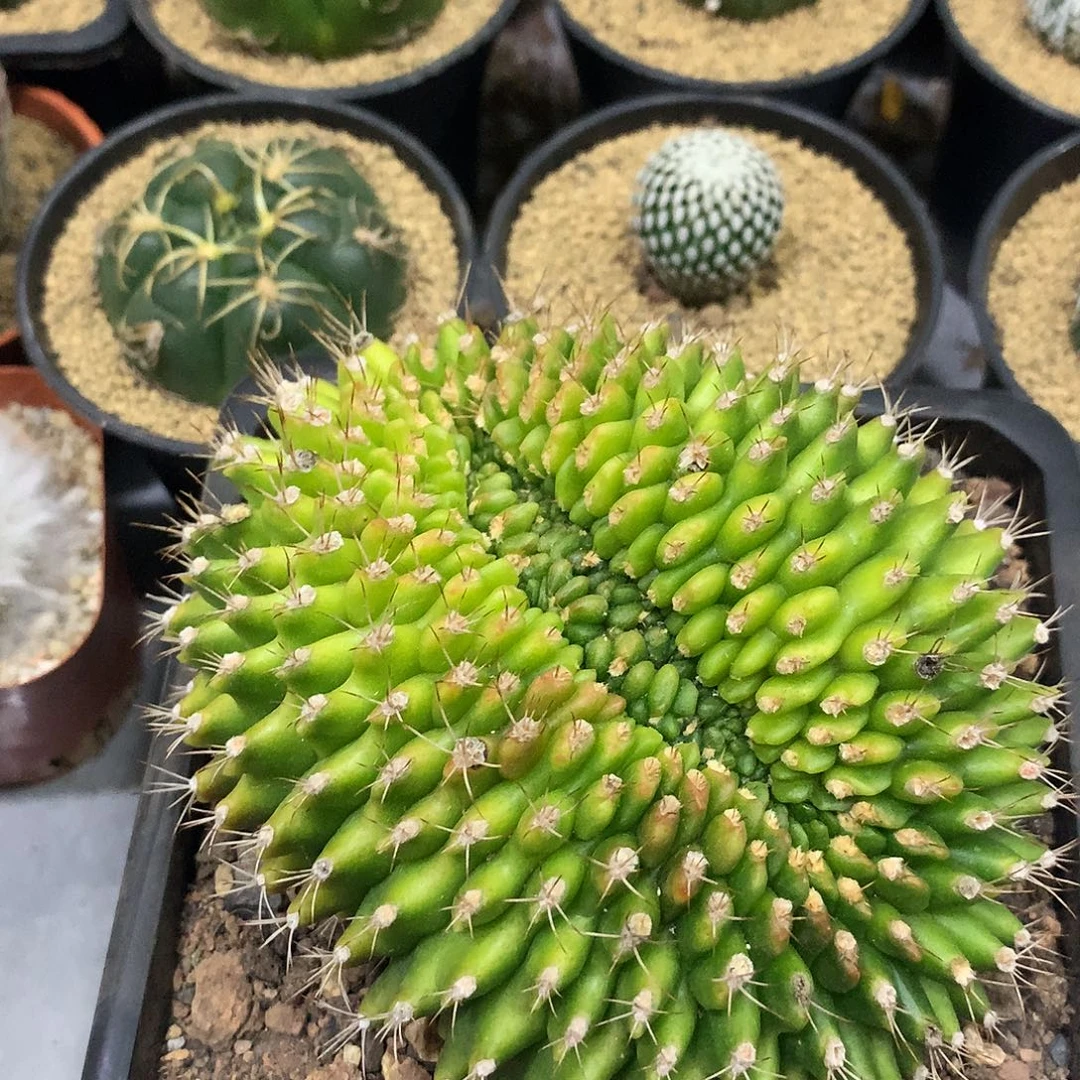 实生根翠皇冠缀化