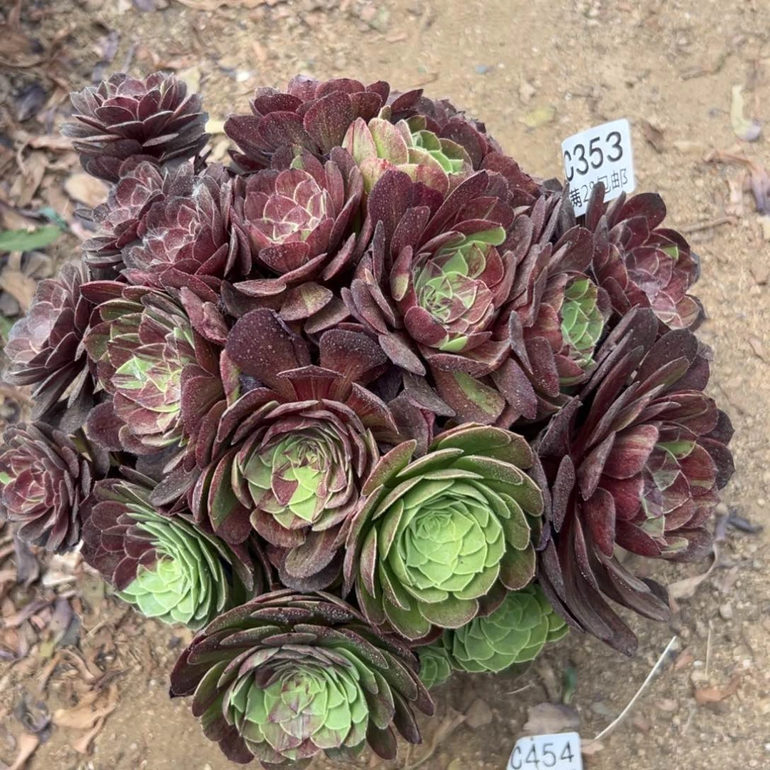 353多肉  花月夜