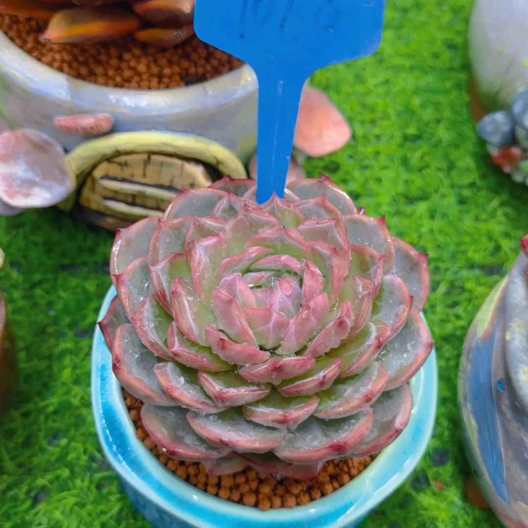 大**潘1060多肉植物一物一拍