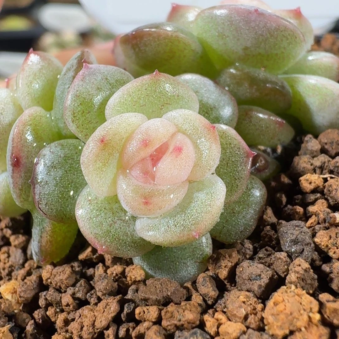 1118-36-小冤家三头一颗