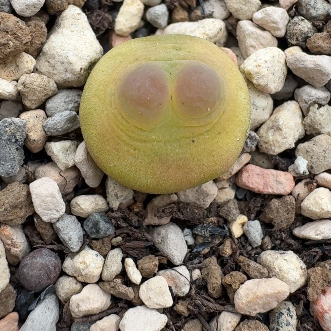 飞碟体红啾啾拉登尺寸1.2+