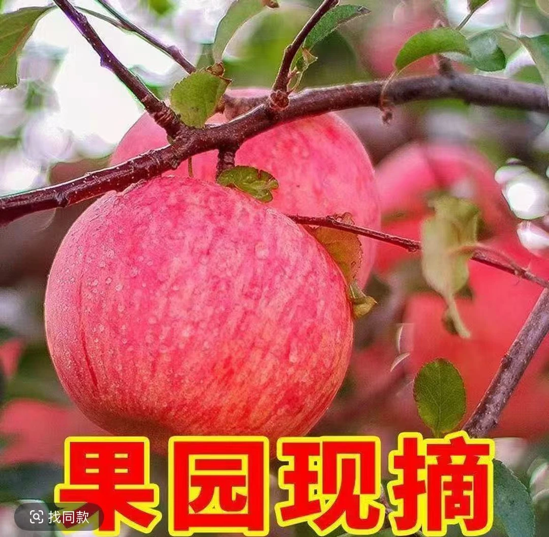 【坏果包赔】红富士苹果当季新鲜现摘脆甜多汁头茬应季水果1