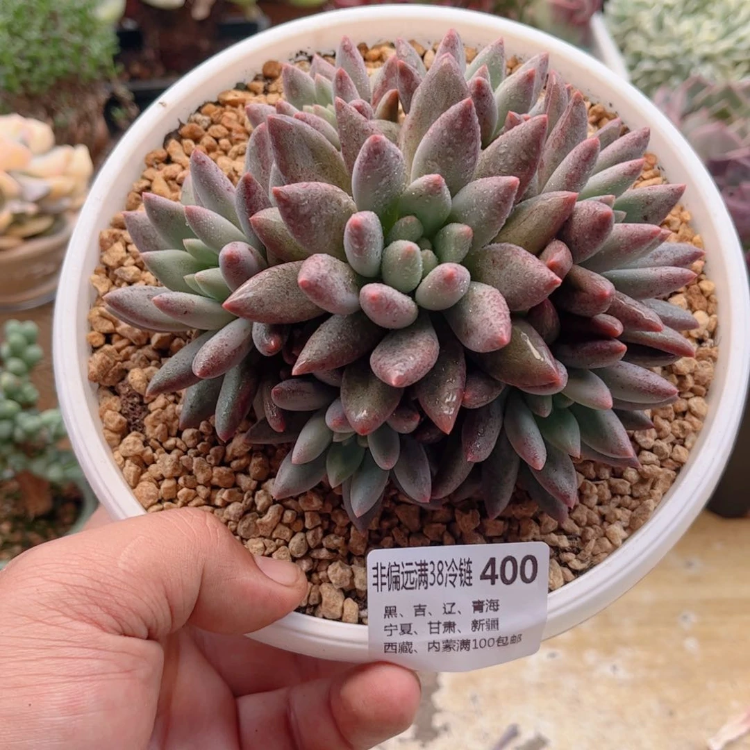 400超胖体红蜻蜓德华多肉
