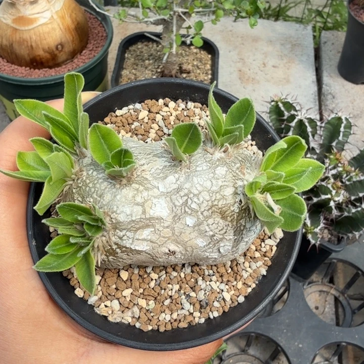 慧比须笑（产地）仙人球